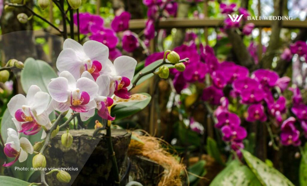 Bali orchid garden bali