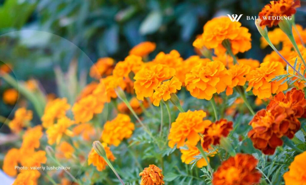 Marigold flower garden bali