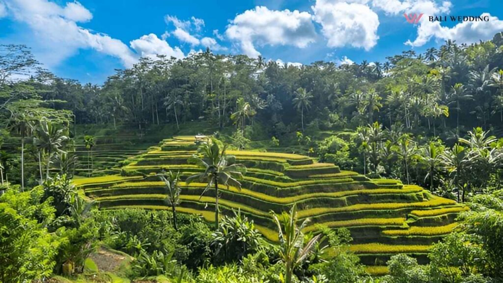 tegallalang rice terraces